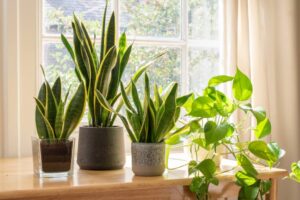 plante d'intérieur